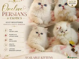 Persian cats 🎀🎀 GCCF Persian Kitten 🎀🎀 - Advert 6