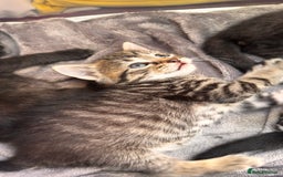 Mixed Breed cats for sale: Beautiful kittens 🐈‍⬛  - Image 12