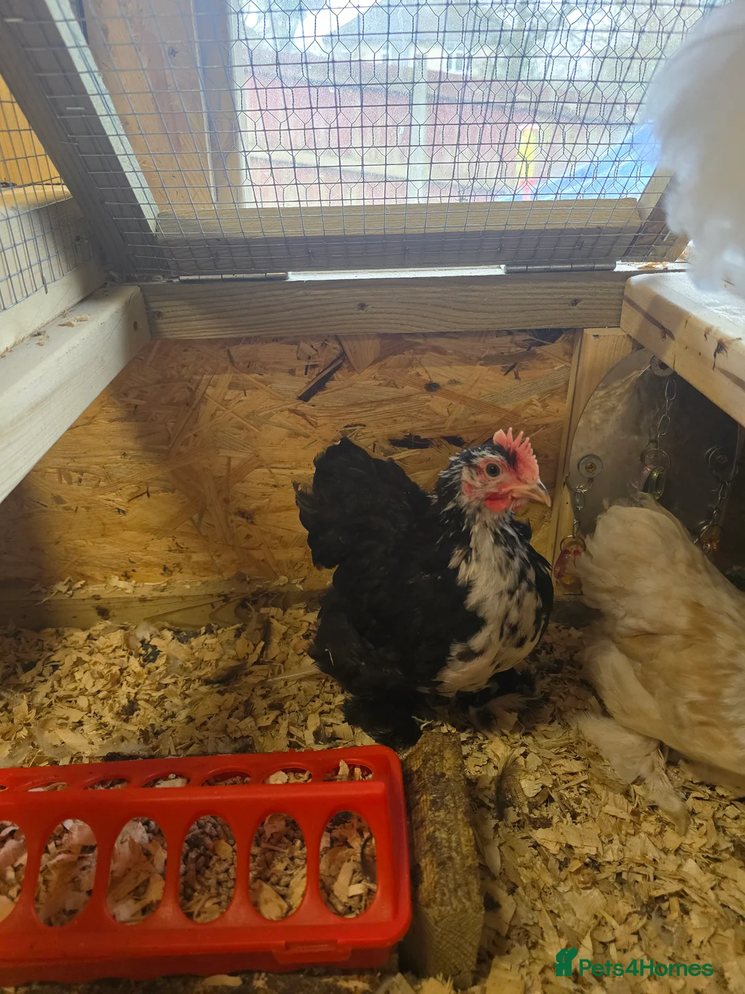 Chickens poultry for sale: Beautiful pekin batams - READY TO GO - Advert 2