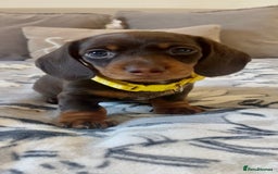 Miniature Dachshund dogs for sale: KC Championship line miniature dachshunds  - Image 18