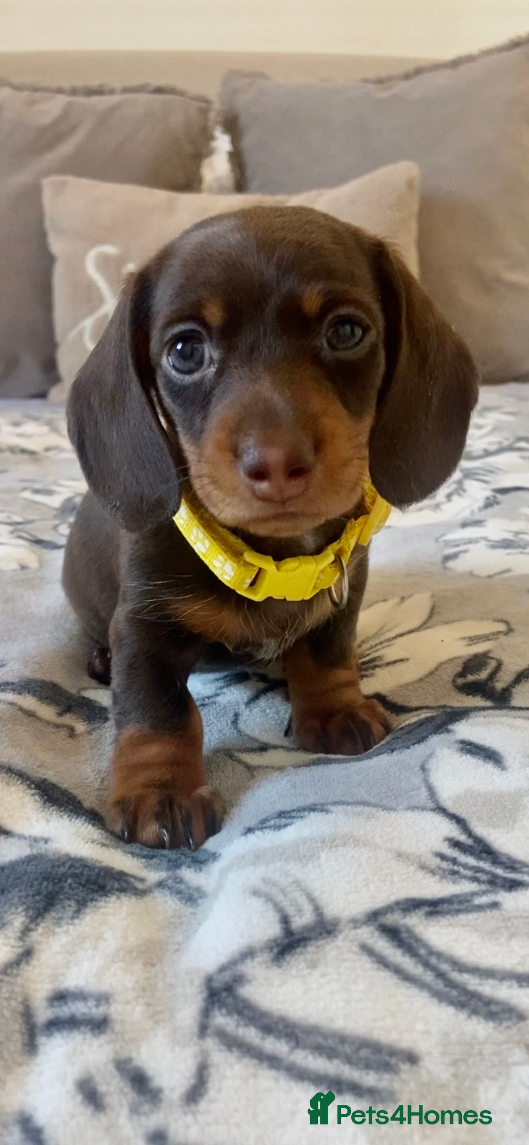 Miniature Dachshund dogs for sale: KC Championship line miniature dachshunds  - Image 18