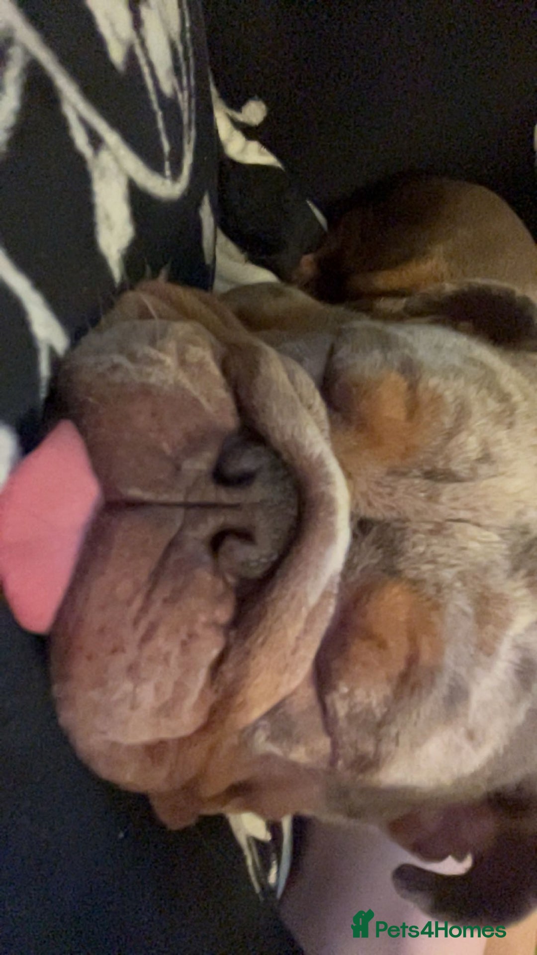 English Bulldog dogs for sale: Beautiful female English bulldog  - Advert 1