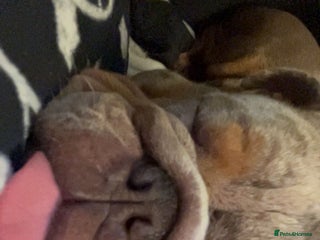 English Bulldog dogs Beautiful female English bulldog - Advert 1