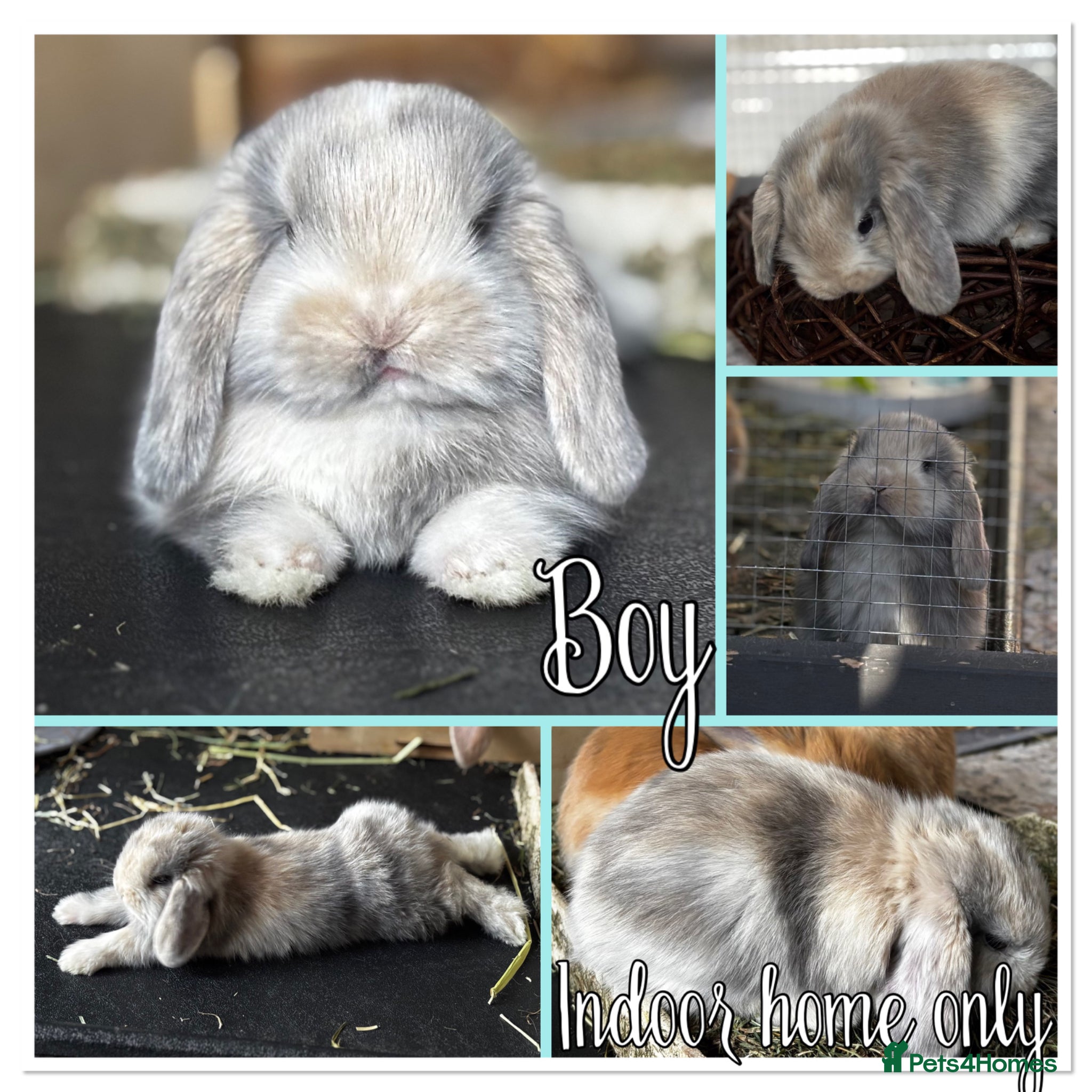 Mini Lop rabbits Mini lop babies - ready 9th/10th May - Advert 3