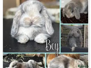 Mini Lop rabbits Mini lop babies - ready 9th/10th May - Advert 3