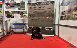 Brittany Spaniel dogs for sale: Brittany puppies for sale  - Image 27
