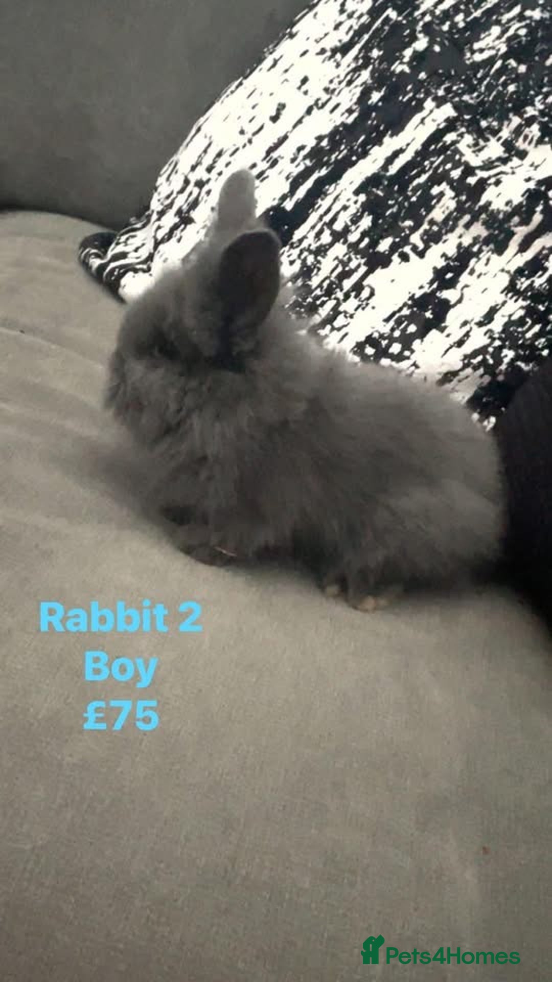 Lionhead rabbits for sale: 8 weeks old, 3 male lionhead bunnies - Advert 2