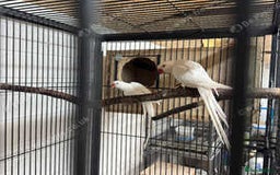 Ringnecks birds for sale: Proven Breeding pairs of ring necks - Image 3