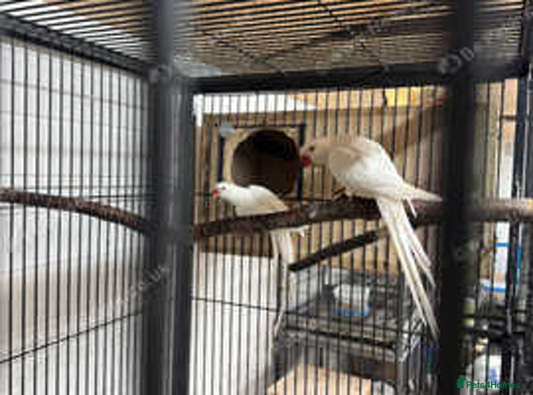 Ringnecks birds for sale: Proven Breeding pairs of ring necks - Image 3