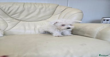 West Highland Terrier dogs - Advert 15
