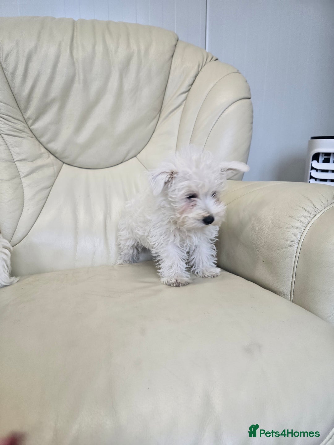 West Highland Terrier dogs for sale: KC REGISTERED WEST HIGHLAND TERRIERS - Image 2