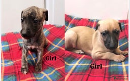 Whippet dogs for sale: KC Registered Whippet puppies  - Image 5