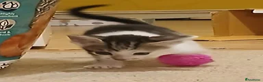 Mousey