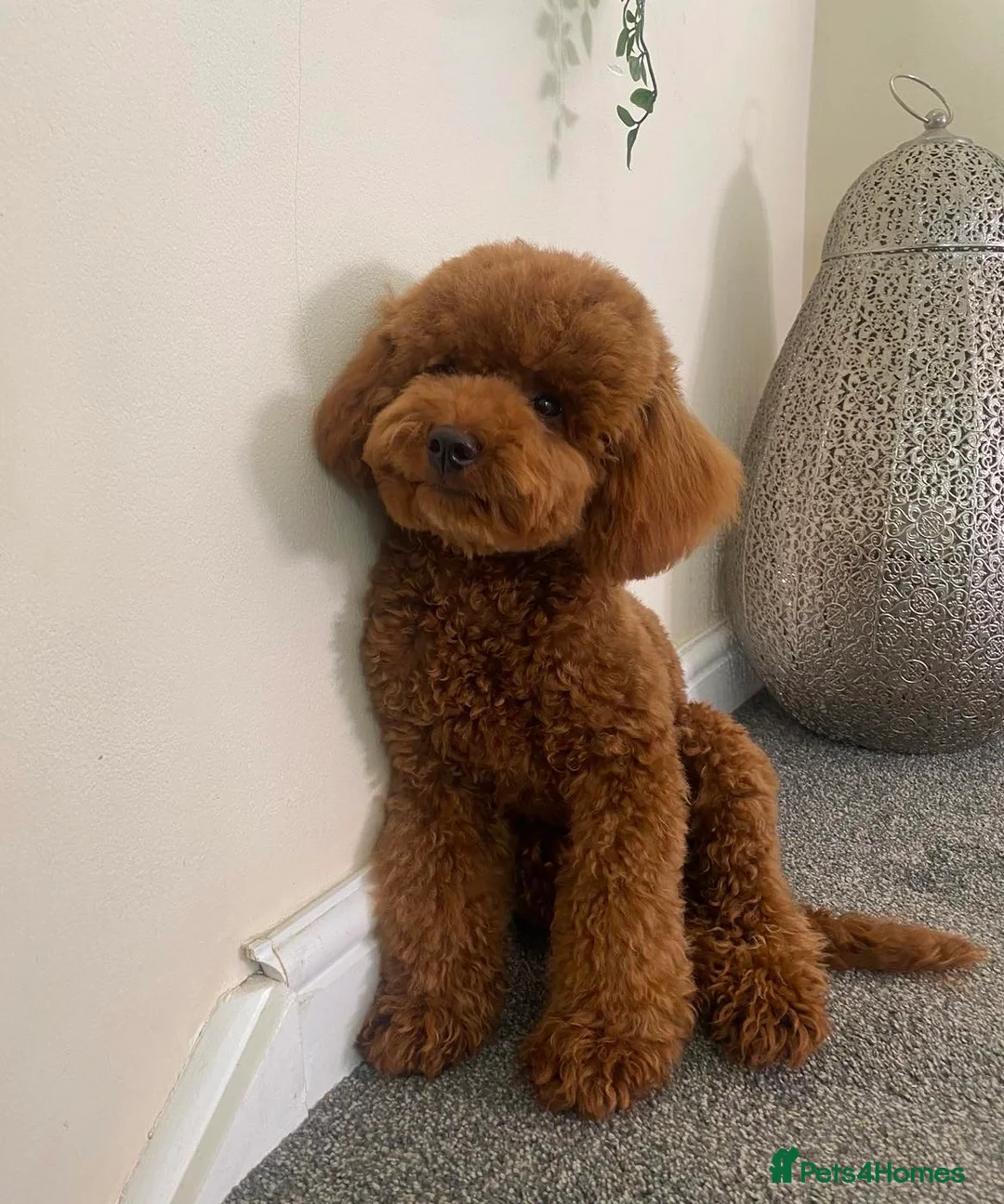 Toy Poodle dogs for stud: Leo Toy Poodle fox red Stud in Telford - Advert 17