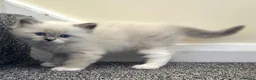 Ragdoll cats for sale: Pure Ragdoll kittens  - Advert 18