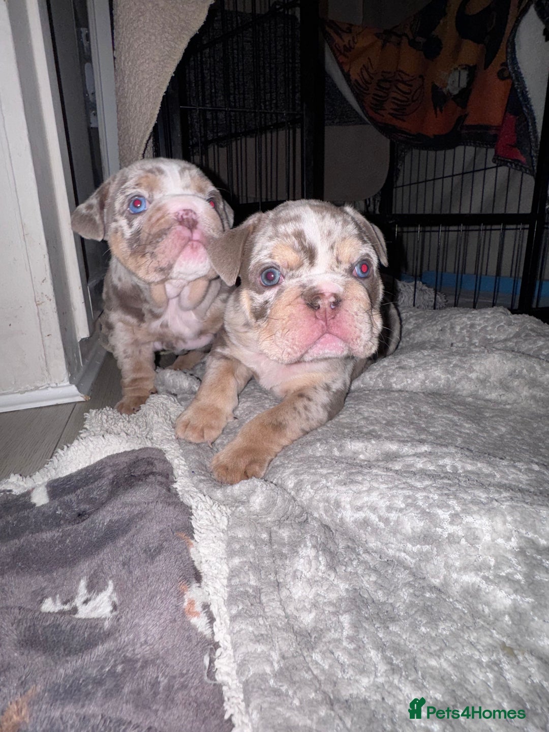 English Bulldog dogs for sale: English Bulldogs ready to leave 10/12/25  - Advert 21
