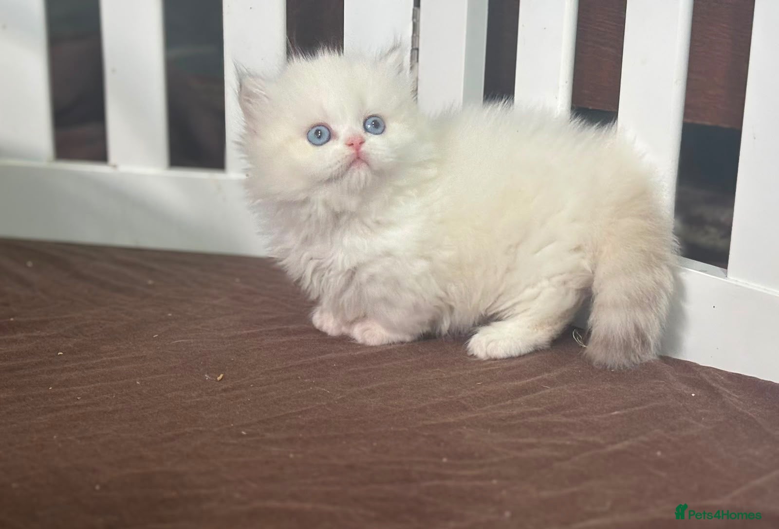 Munchkin cats Munchkin super short leg kitten - Advert 1