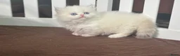 Munchkin cats for sale: Munchkin super short leg kitten - Advert 1
