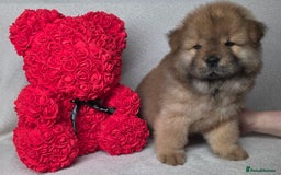 Chow Chow dogs for sale: Last Puppy – Rare Blue Chow Chow Girl🐾 - Image 17