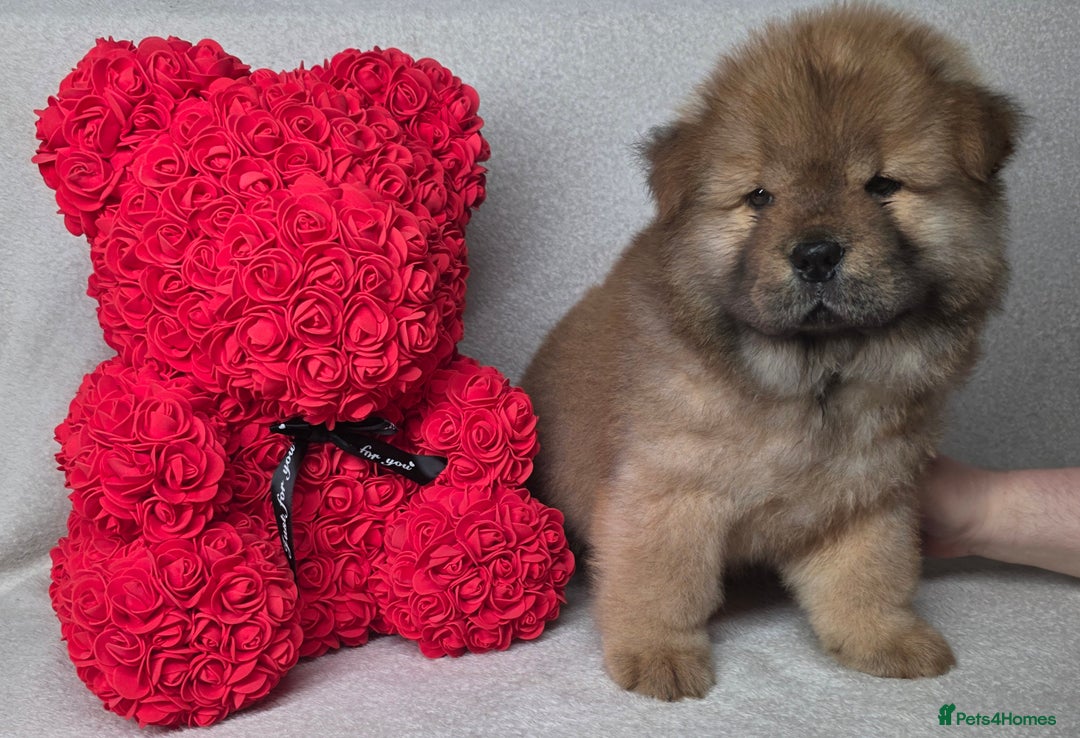 Chow Chow dogs for sale: Last Puppy – Rare Blue Chow Chow Girl🐾 - Image 17