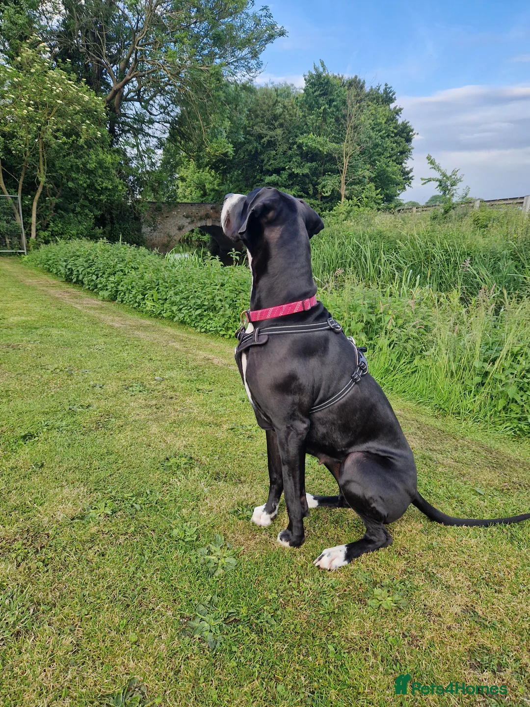 Great Dane dogs for sale: Stunning pure bred Great Dane puppies in St. Ives - Advert 10