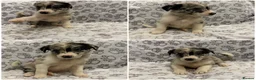 Border Collie dogs for sale: Health Tested parents, KC Reg, BAER tested pups - Advert 10