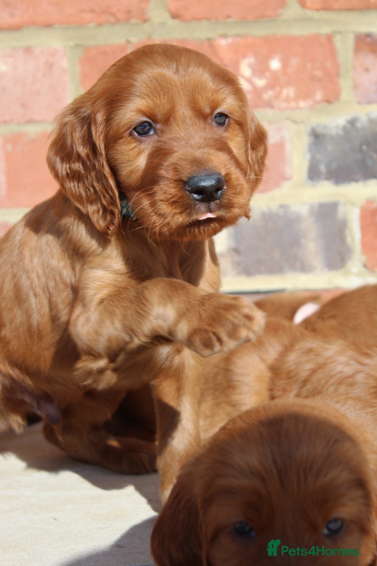 Irish Setter dogs Qualitly Irish Setter waiting list now open - Advert 2
