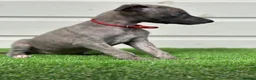 Whippet dogs for sale: Blue whippets  - Advert 24
