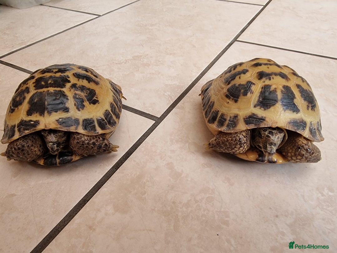 Tortoise reptiles for sale: 10 y old two Horsfield tortoises  - Advert 1