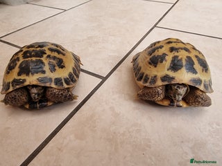 Tortoise reptiles 10 y old two Horsfield tortoises - Advert 1