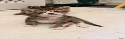 Domestic Shorthair cats for sale: Beautiful little kittens - Advert 12