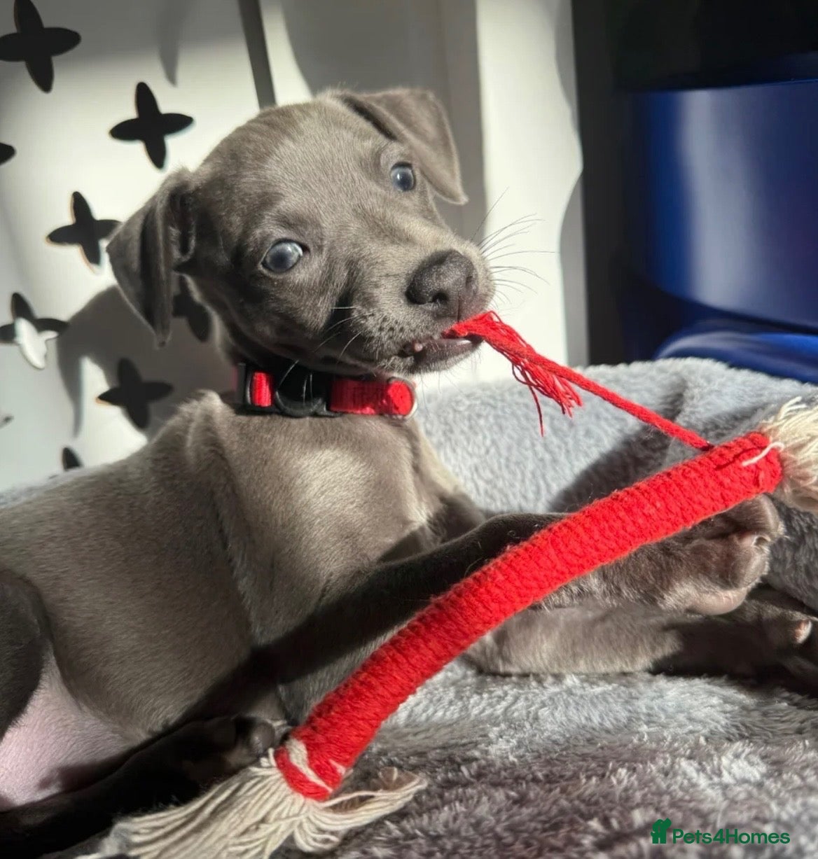 Whippet dogs Blue whippet Last girl avalivle ❤️🏠 - Advert 10