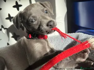 Whippet dogs Blue whippet Last girl avalivle ❤️🏠 - Advert 10