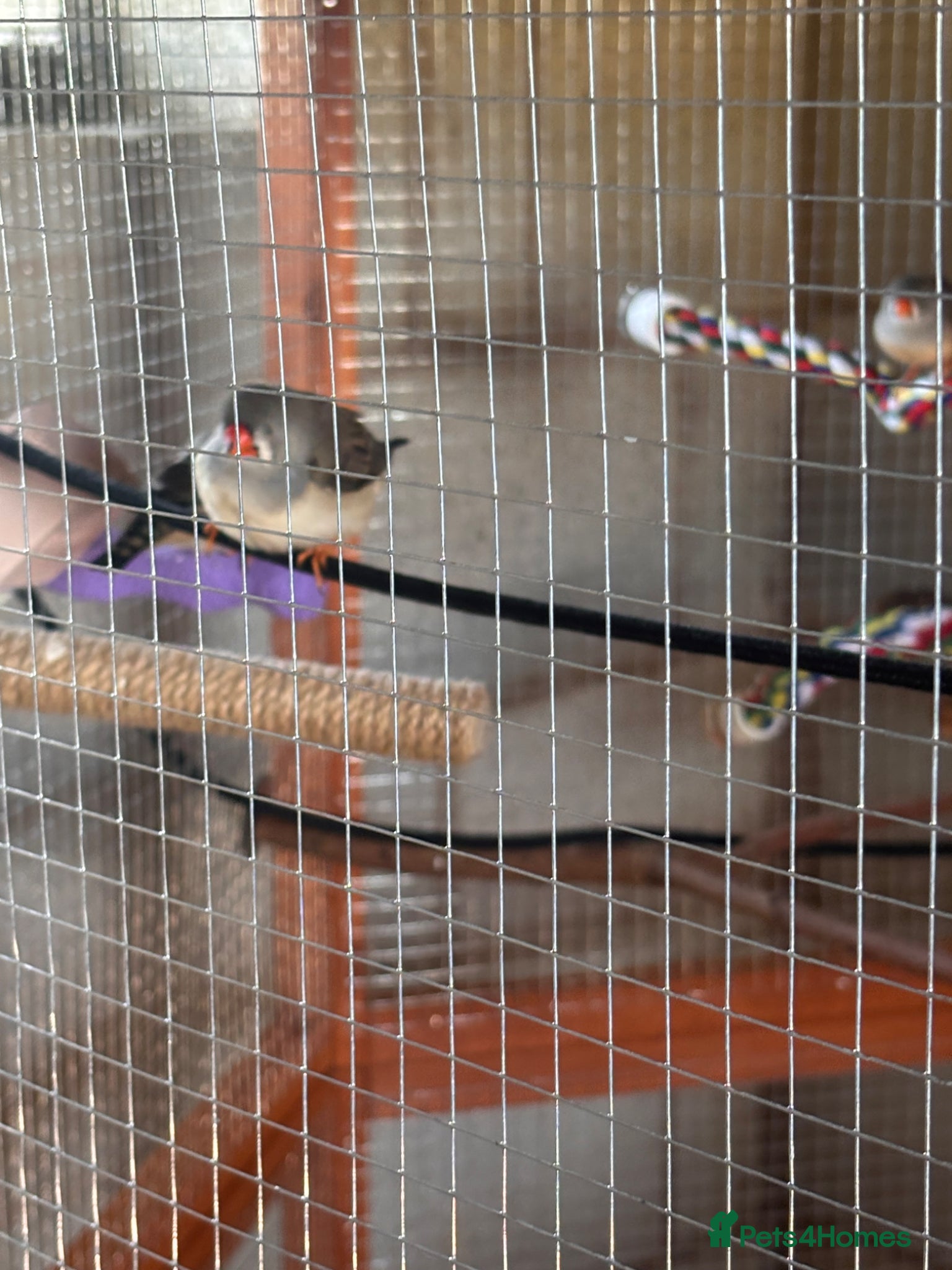 Finches birds Variety of Finches - Advert 2
