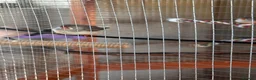 Finches birds for sale: Variety of Finches - Advert 2