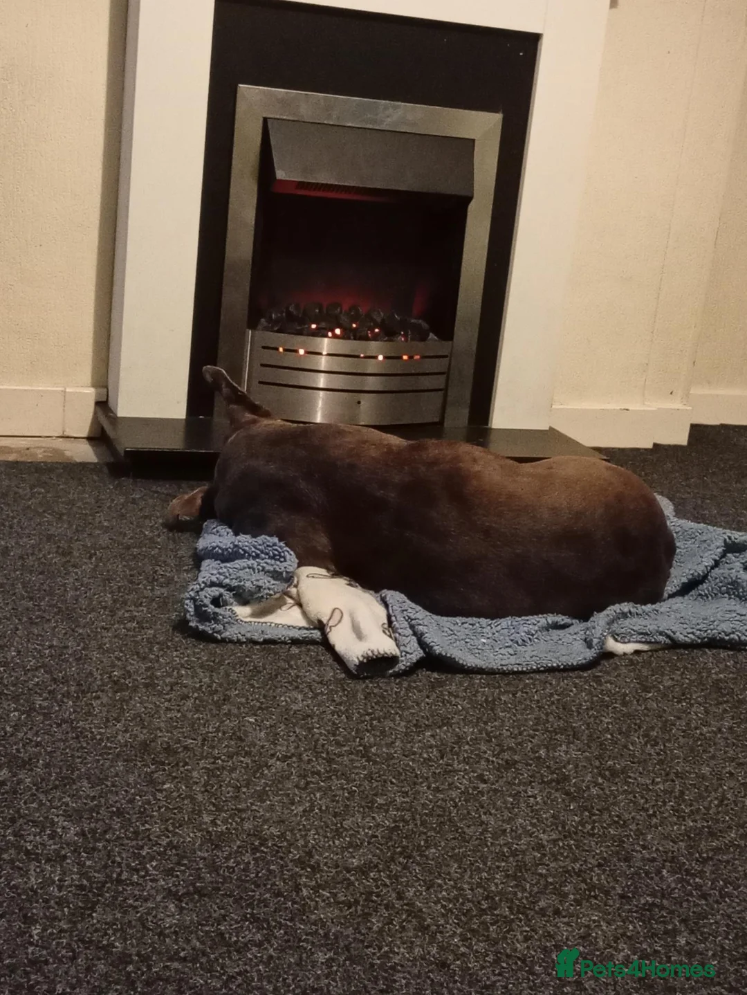 Mixed Breed dogs for sale: URGENT HOME NEEDED!! Dior is an amazing dog  - Advert 1