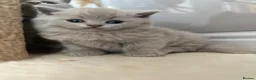 British Shorthair cats for sale: ✨Active Champion line British shorthair lilac - Advert 18