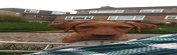 Labrador Retriever dogs for sale: KC Reg Deep Fox Red Lab -low parental hip score - Advert 6