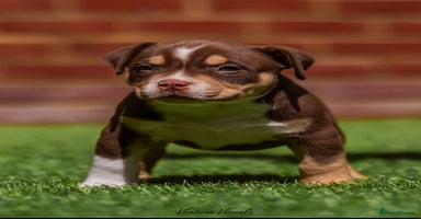 American Bully dogs - Advert 5