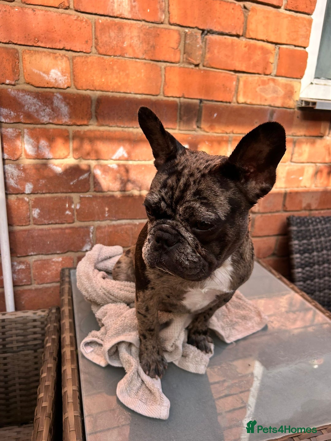 French Bulldog dogs for sale: Female merle frenchie  - Image 2