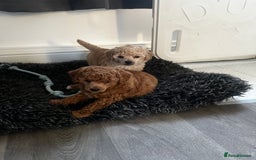 Toy Poodle dogs for sale: Gorgeous kc registered toy poodle pups  - Image 4