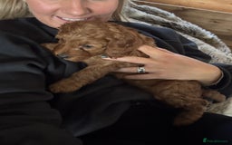 Cockapoo dogs for sale: Cockapoo puppies in Preston - Image 30