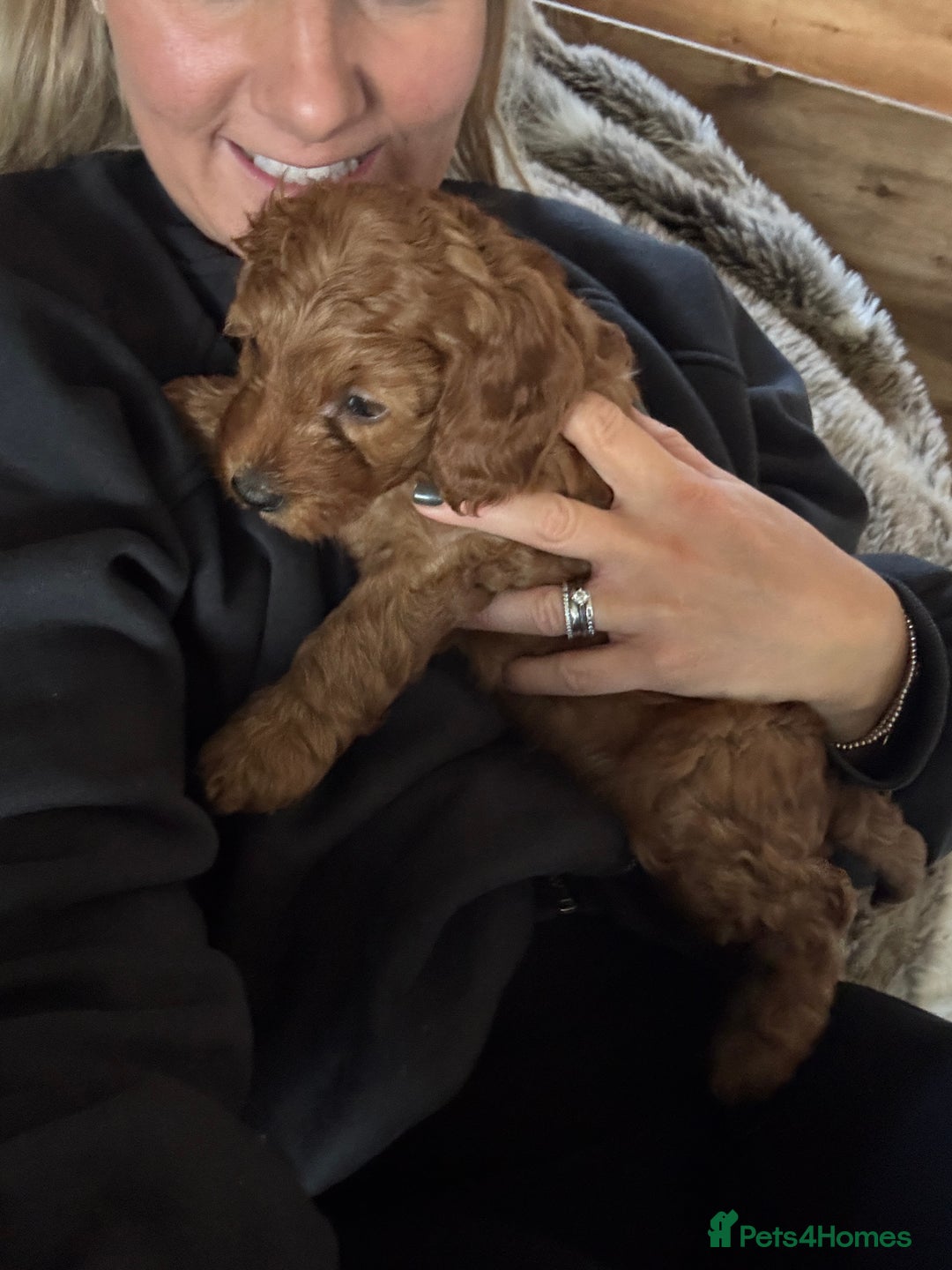 Cockapoo dogs for sale: Cockapoo puppies in Preston - Image 30