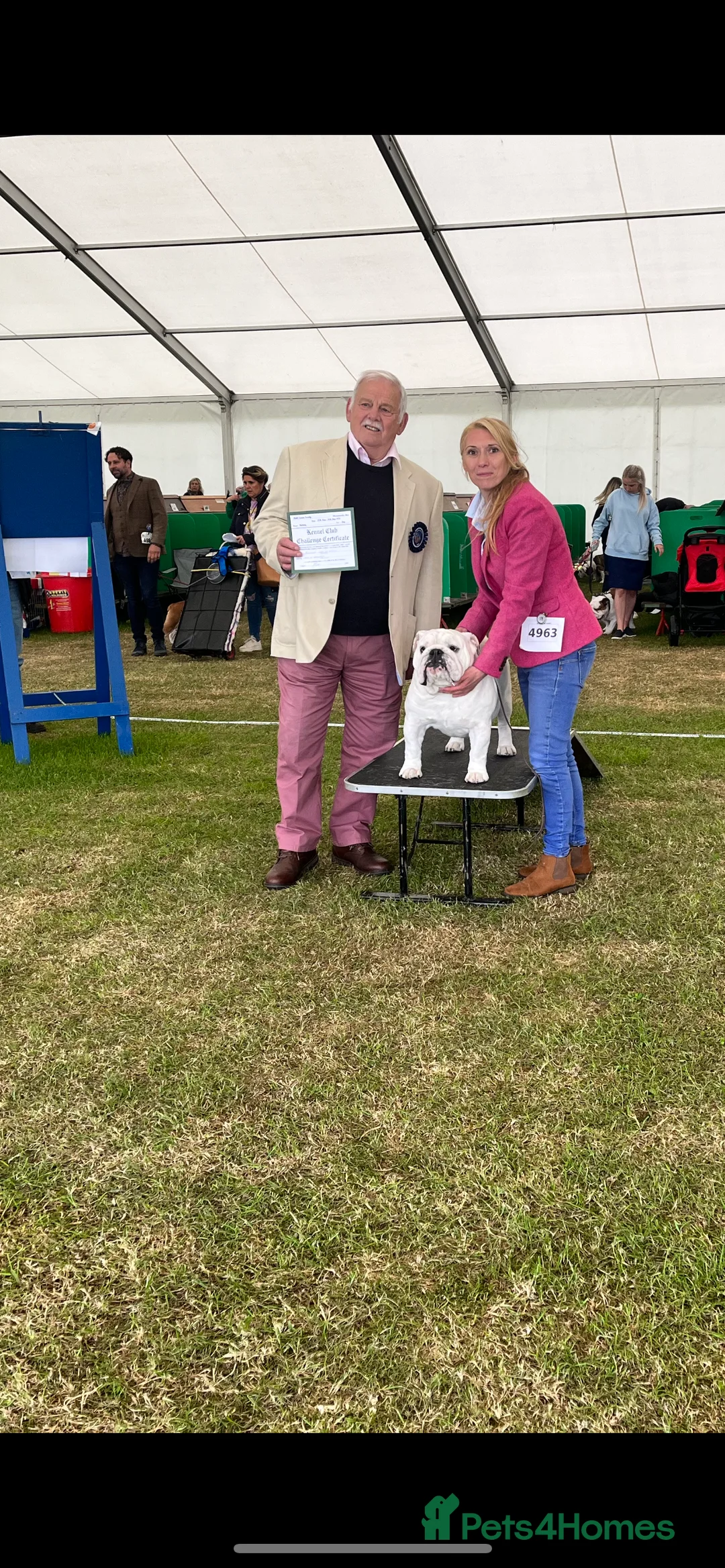 English Bulldog dogs for stud: UK CHAMPION health tested  in Bradford - Advert 10