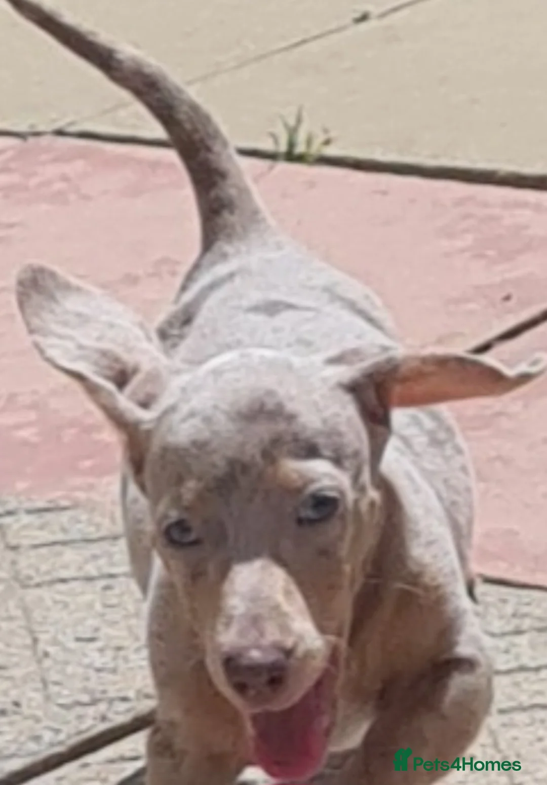 Miniature Dachshund dogs for stud: KC Dash PRA clear STUD DNA in pictures  in Ramsgate - Advert 25