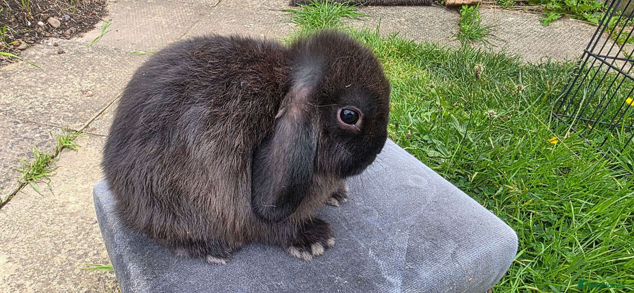 Mini Lop rabbits Mini lop kits available - Advert 17