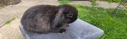 Mini Lop rabbits for sale: Mini lop kits available in Hereford - Advert 2