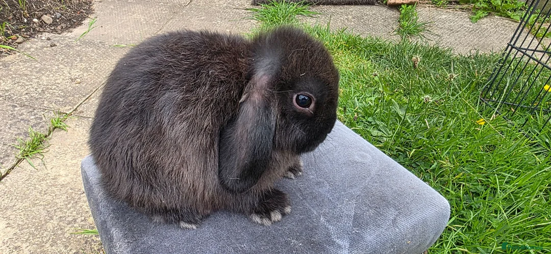 Mini Lop rabbits for sale: Mini lop kits available in Hereford - Advert 2