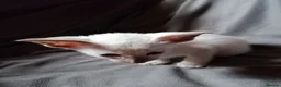 Oriental cats for sale: Oriental Siamese kittens in Sheffield - Advert 4