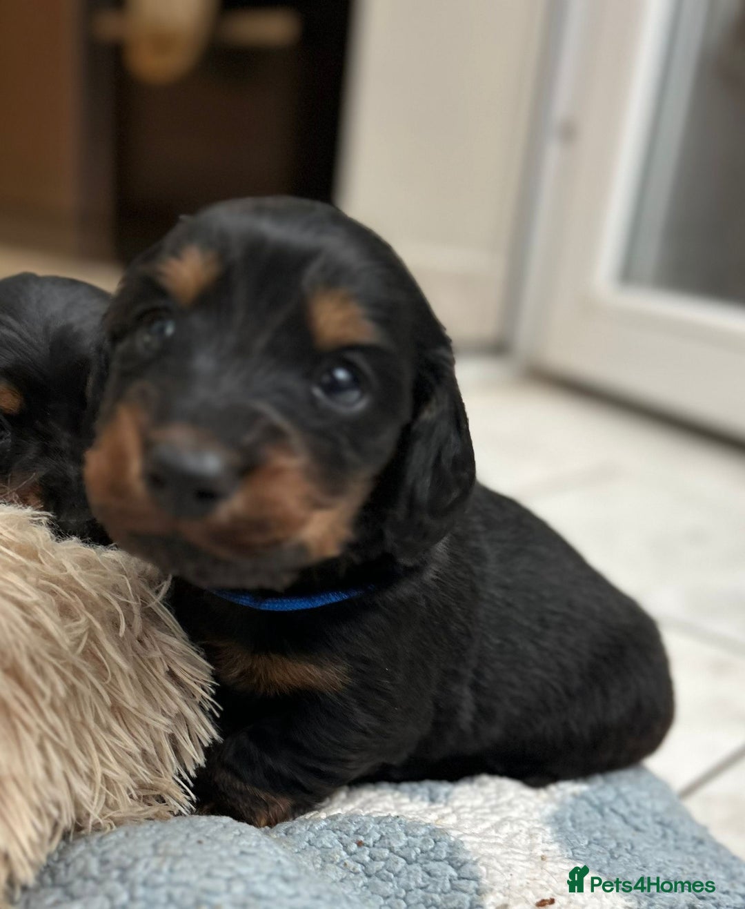 Dachshund dogs for sale: Long haired mini Daschund  - Advert 1